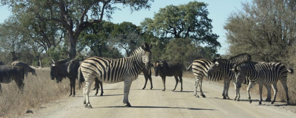 Kruger Park