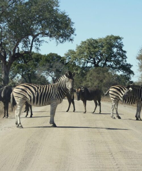 Kruger Park