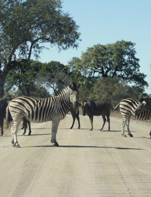 Kruger Park