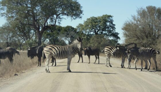 Kruger Park