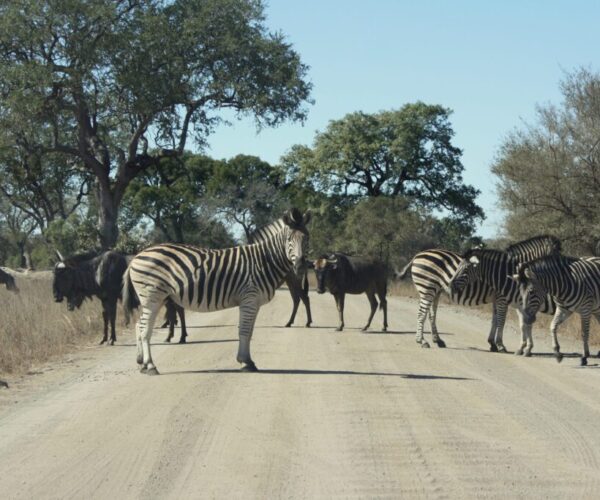 Kruger Park