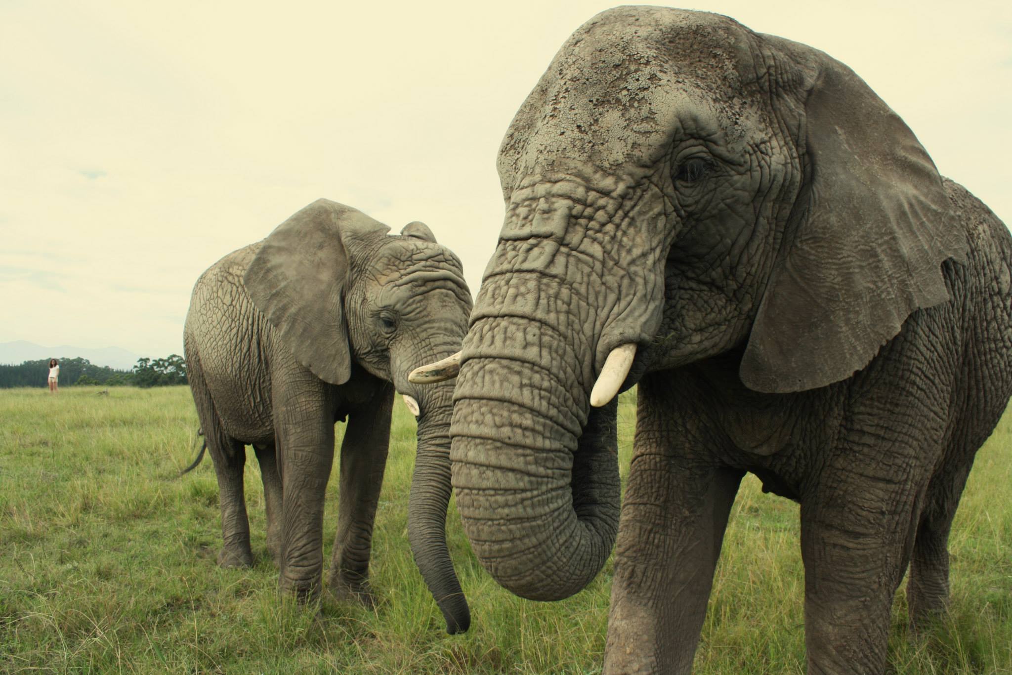 Knysna Elephant Park