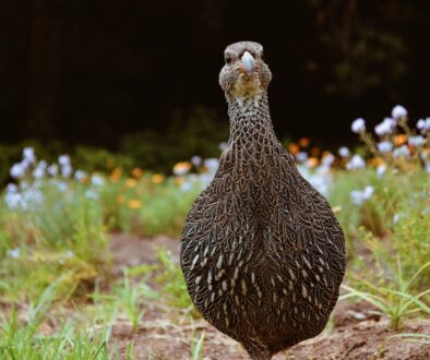 Kirstenbosch