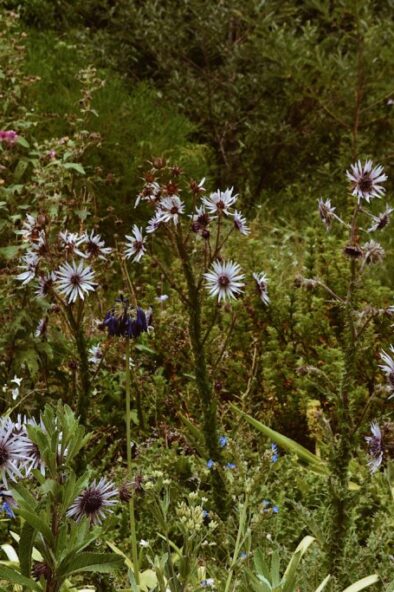 Kirstenbosch wat te doen in scheveningen