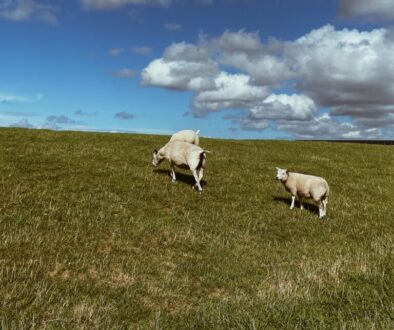 Terschelling