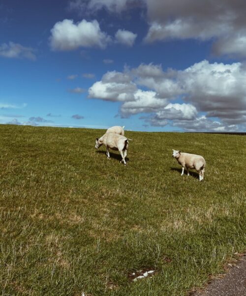 Terschelling