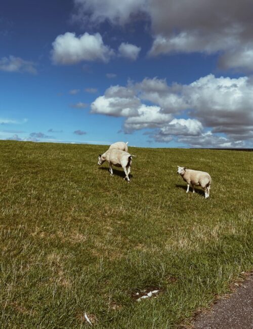 Terschelling