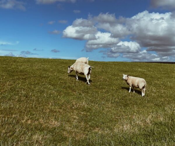 Terschelling Terschelling