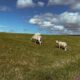 Terschelling