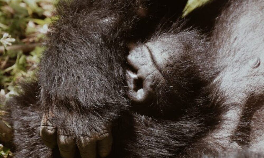 gorilla trekking rwanda