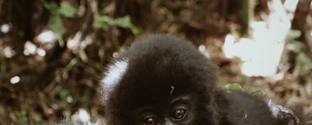 Gorilla trekking Rwanda