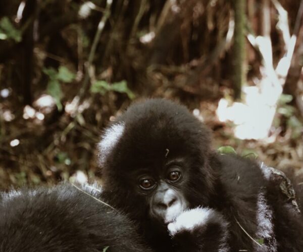 Gorilla trekking Rwanda